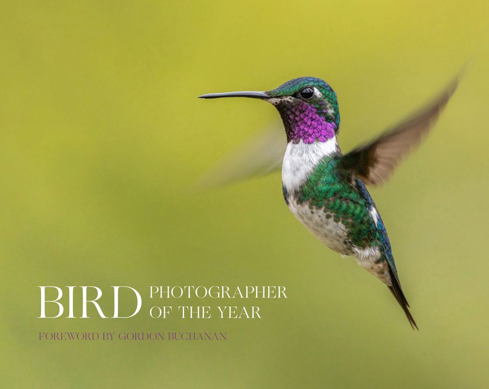 Bird Photographer Of The Year - Bird Photographer Of The Year Collection 8