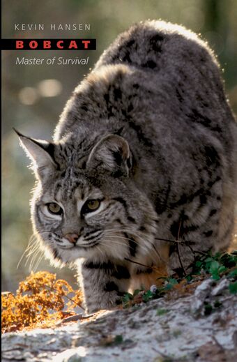 Bobcat book cover