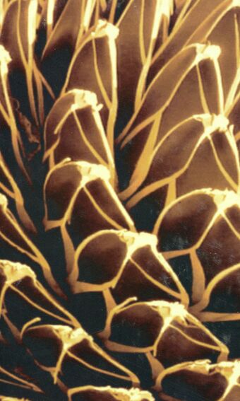Instabilities and Self-Organization in Materials book cover