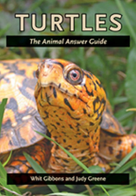 Turtles cover
