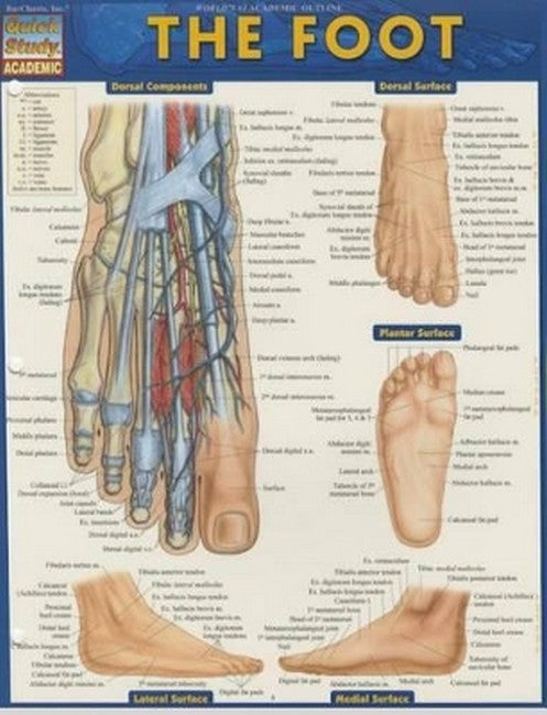 Anatomy of the Foot cover