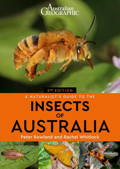 A Naturalist's Guide to the Insects of Australia cover