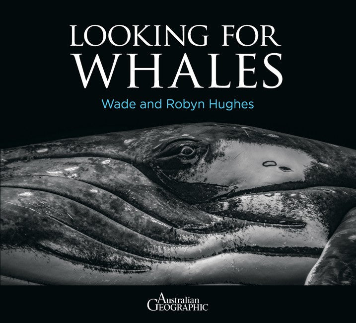 Looking for Whales cover