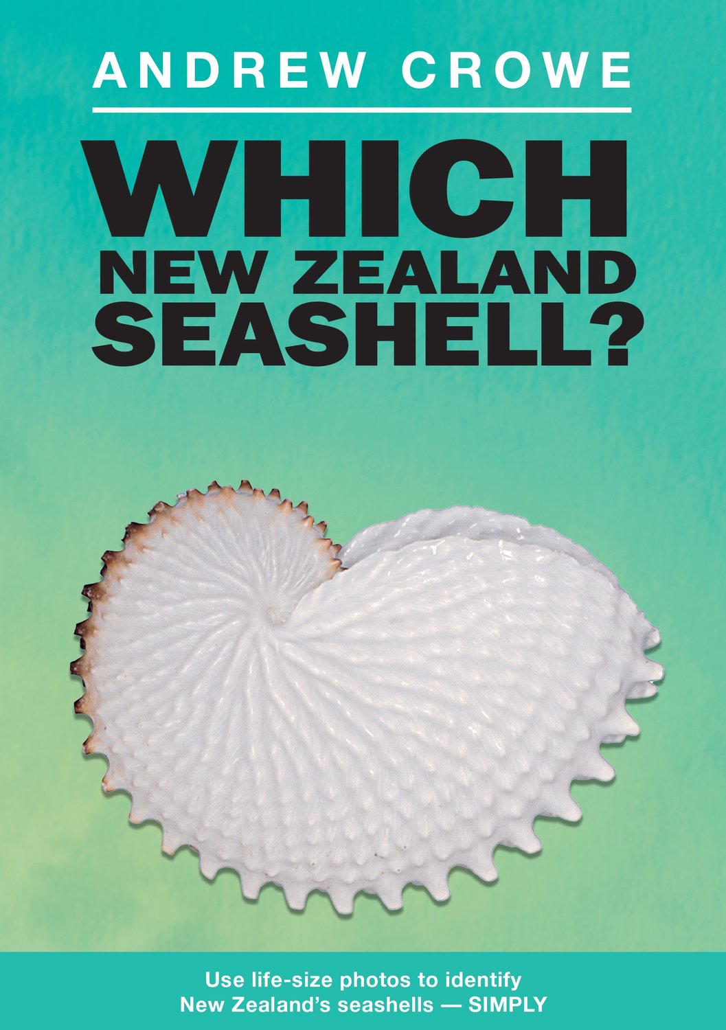 Which New Zealand Seashell?