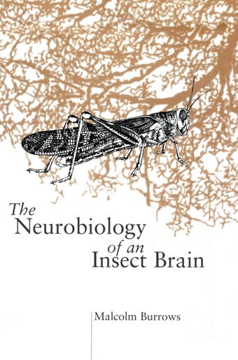 The Neurobiology of an Insect Brain book cover