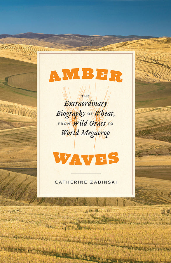 Amber Waves: The Extraordinary Biography of Wheat, from Wild Grass to World Megacrop cover