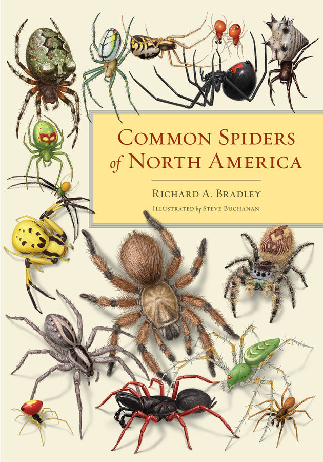 Common Spiders of North America cover