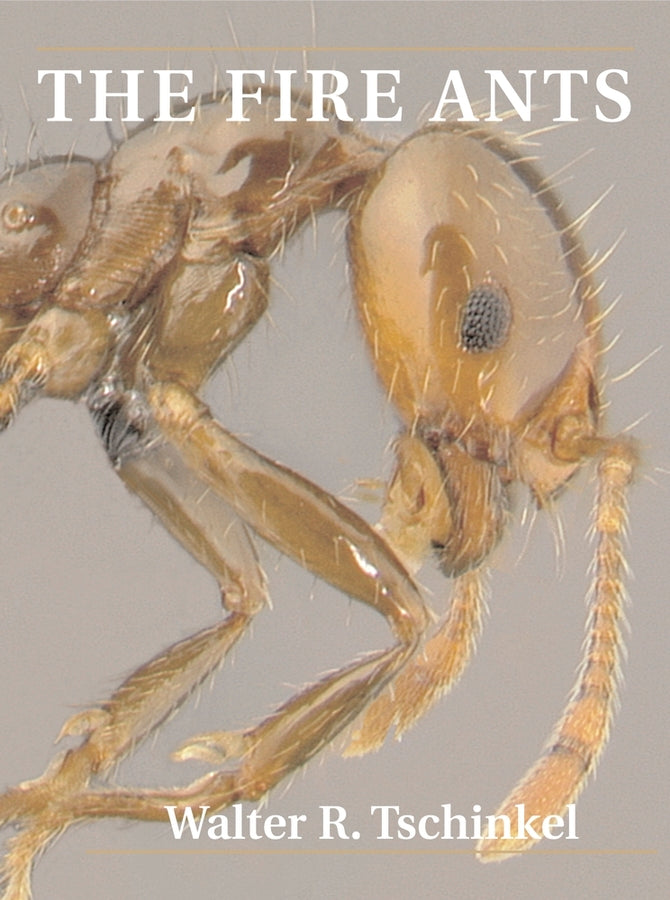 The Fire Ants cover