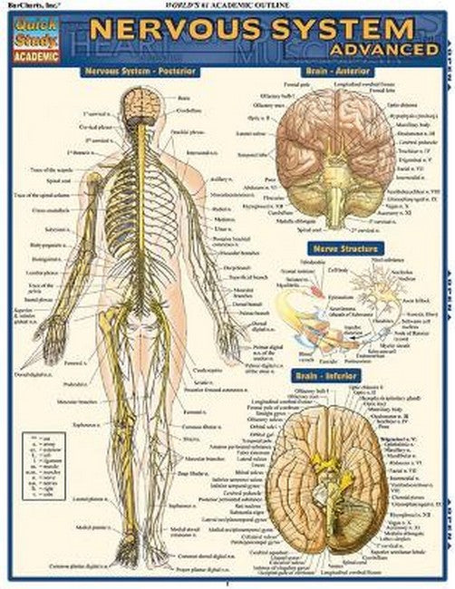 Nervous System Advanced cover