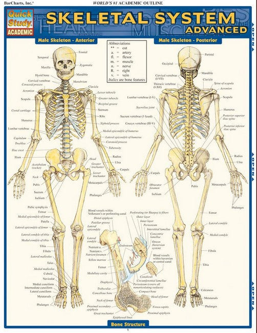 Skeletal System: Advanced cover