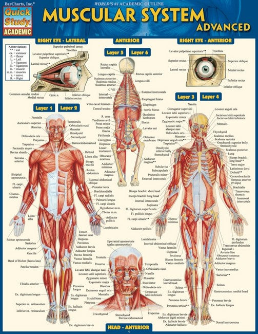 Muscular System Advanced cover