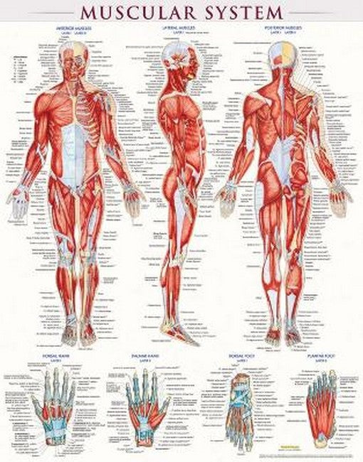 Muscular System-Laminated cover