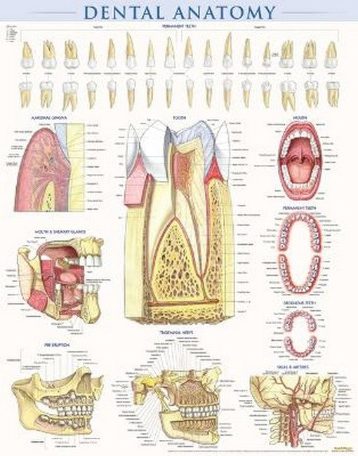 Dental Anatomy cover