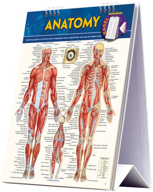 Anatomy Easel cover