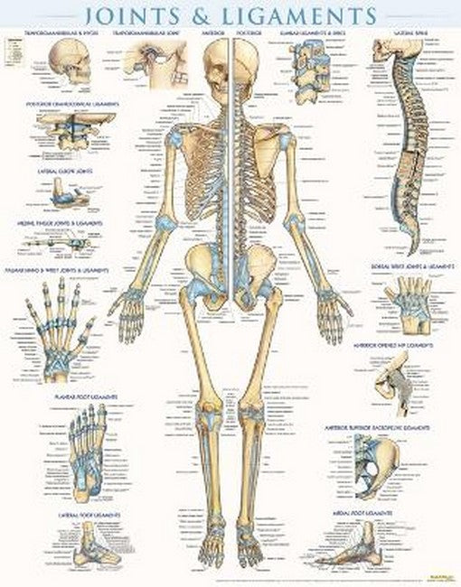 Joints & Ligaments - Laminated cover
