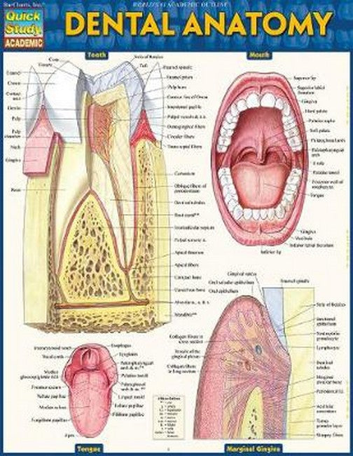 Dental Anatomy cover