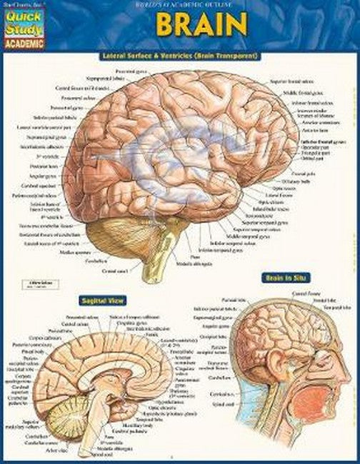 Brain cover