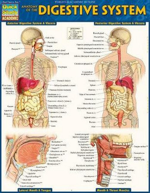 Anatomy of the Digestive System cover