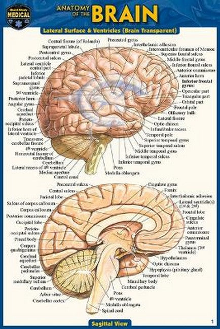 Anatomy of the Brain (Pocket-Sized Edition - 4x6 Inches) cover