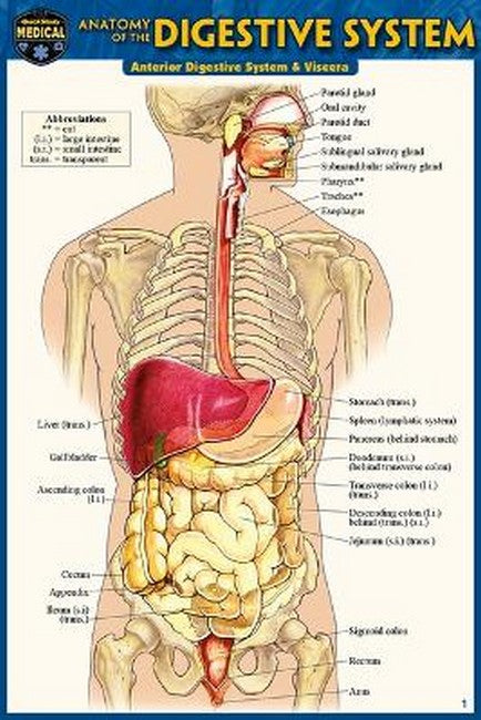 Anatomy of the Digestive System (Pocket-Sized Edition - 4x6 Inches) cover