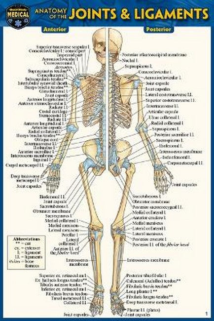 Anatomy of the Joints & Ligaments (Pocket-Sized Edition - 4x6 Inches) cover