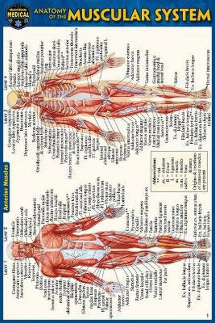 Anatomy of the Muscular System (Pocket-Sized Edition - 4x6 Inches) cover