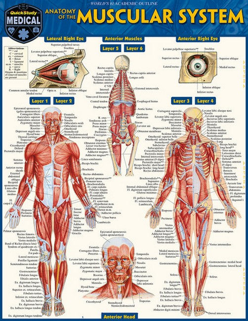 Anatomy of the Muscular System cover