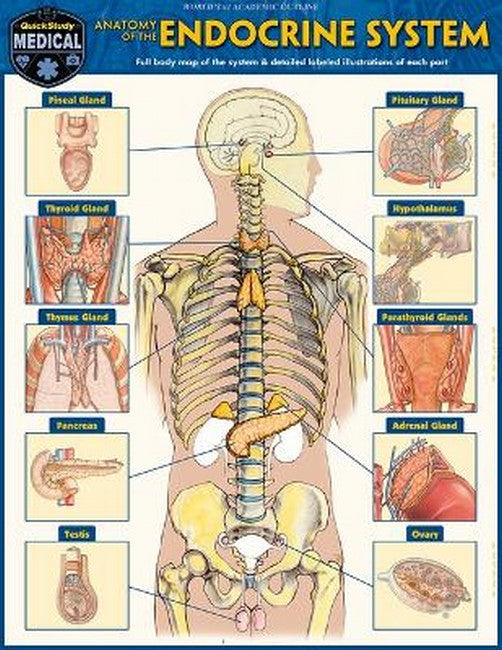 Anatomy of the Endocrine System cover