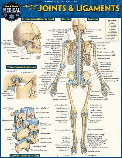 Anatomy of Joints & Ligaments cover