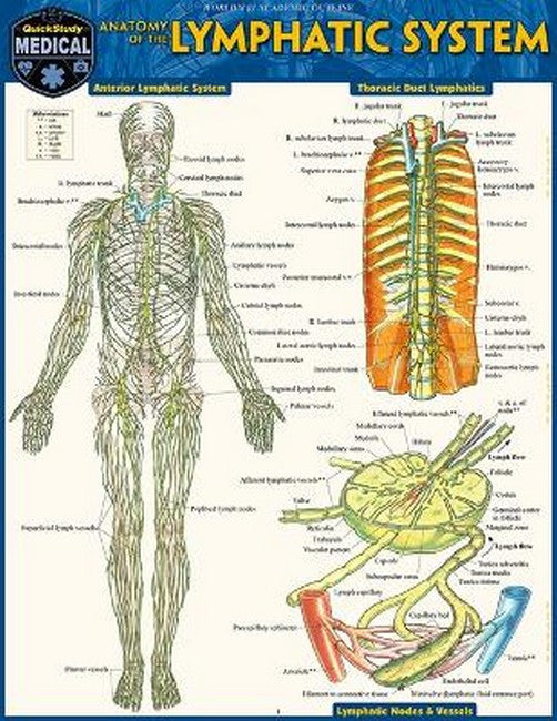 Anatomy of the Lymphatic System cover