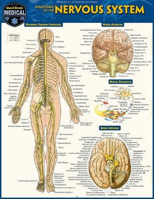 Anatomy of the Nervous System cover