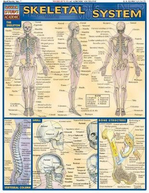 Skeletal System cover