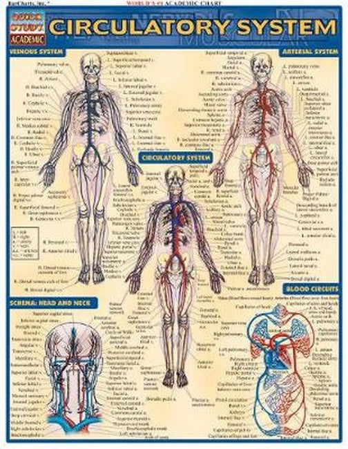 Circulatory System cover