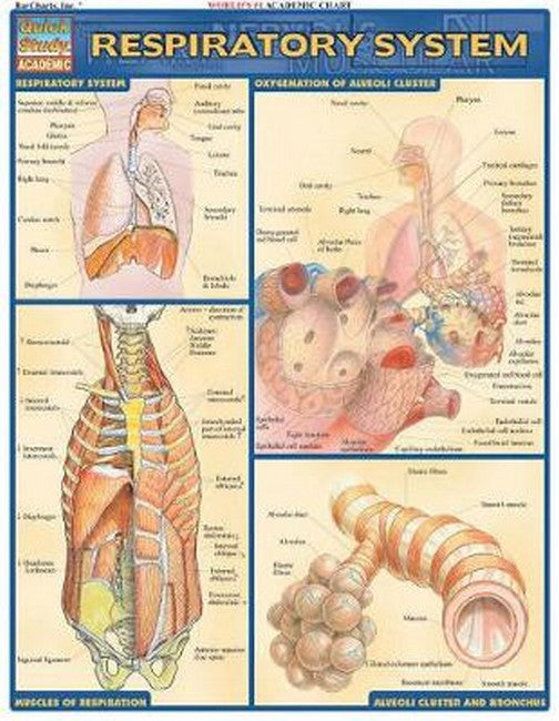 Respiratory System cover