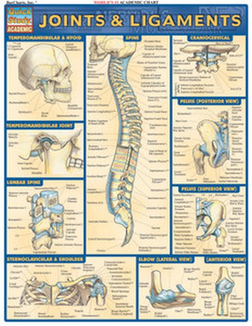 Joints & Ligaments cover