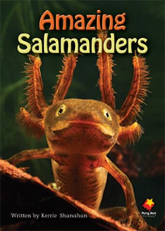 Amazing Salamanders book cover