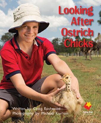 Looking After Ostriches Chicks book cover