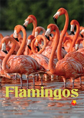 Flamingos book cover