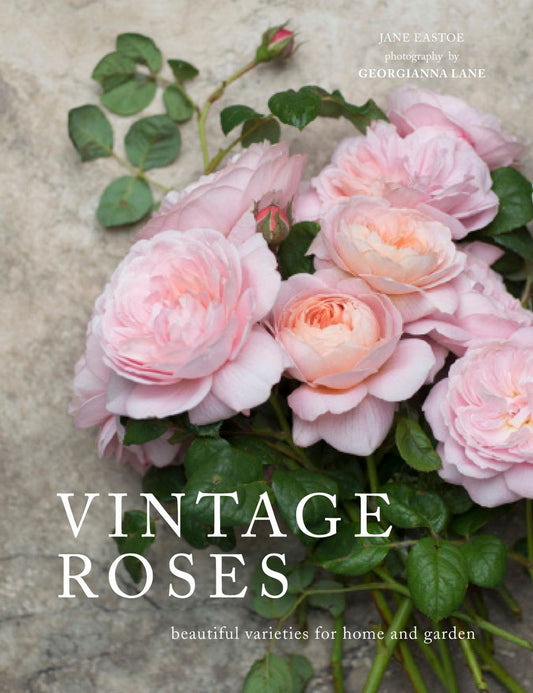 Vintage Roses: Beautiful Varieties for Home and Garden