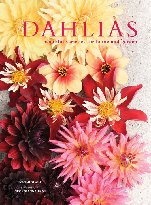 Dahlias: Beautiful Varieties For Home And Garden