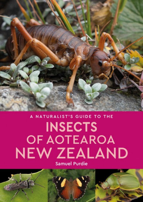 A Naturalist Guide to the Insects of Aotearoa New Zealand cover
