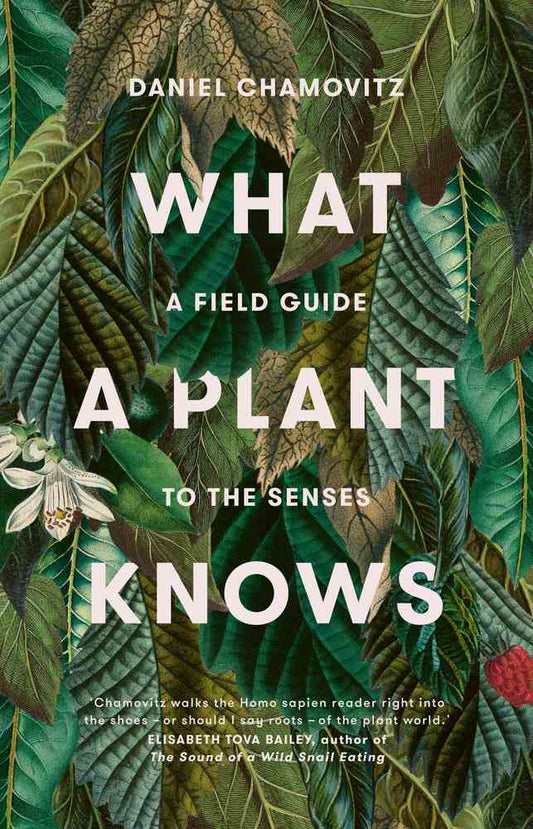 What a Plant Knows: A Field Guide to the Senses (Revised Edition) book cover